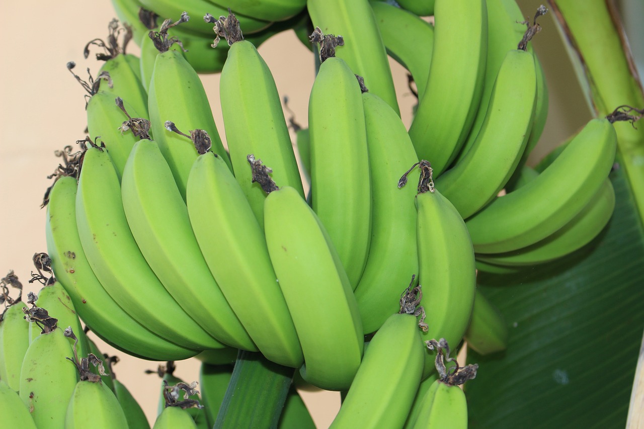 a bunch of green bananas hanging from a tree, hurufiyya, closeup - view