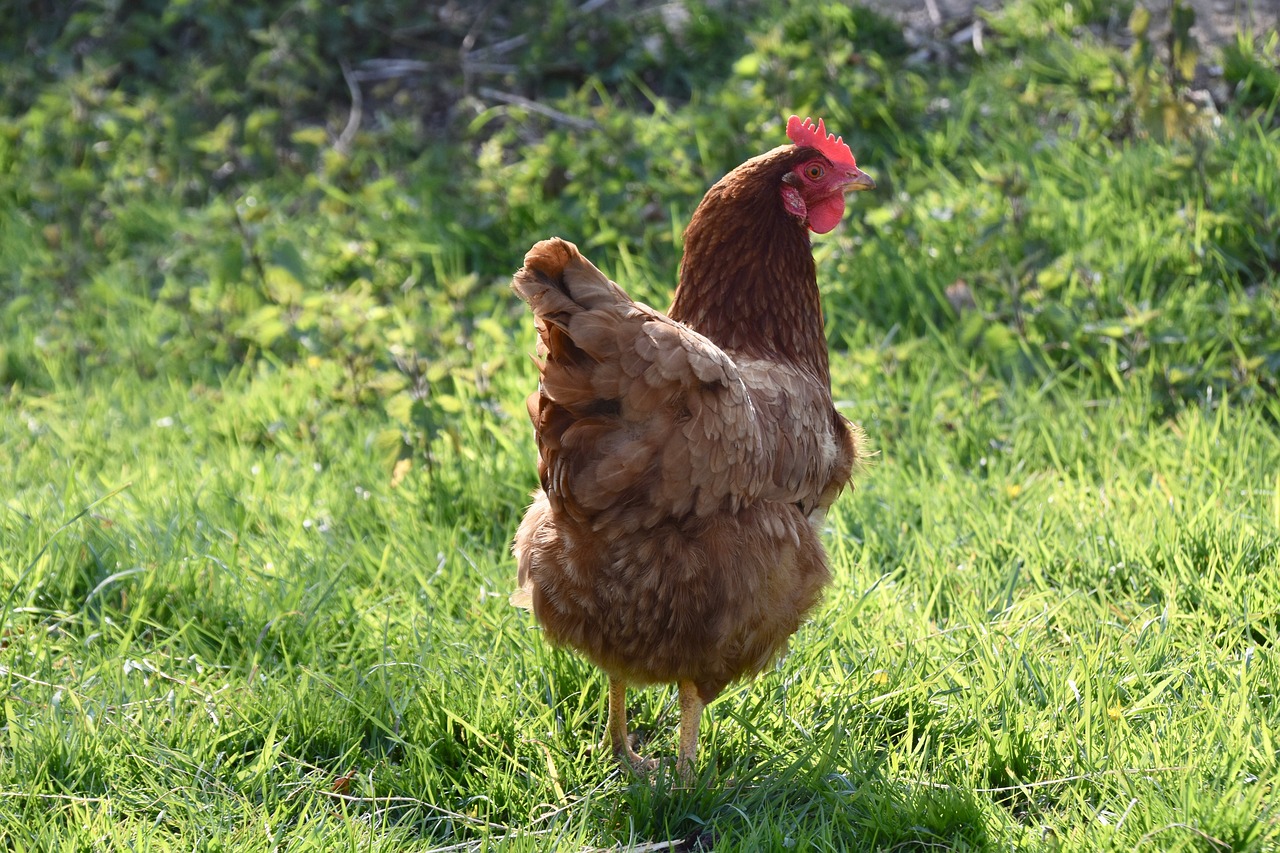 a brown chicken standing on top of a lush green field, a portrait, hd —h 1024, glamour shot, no cropping, turned back to camera