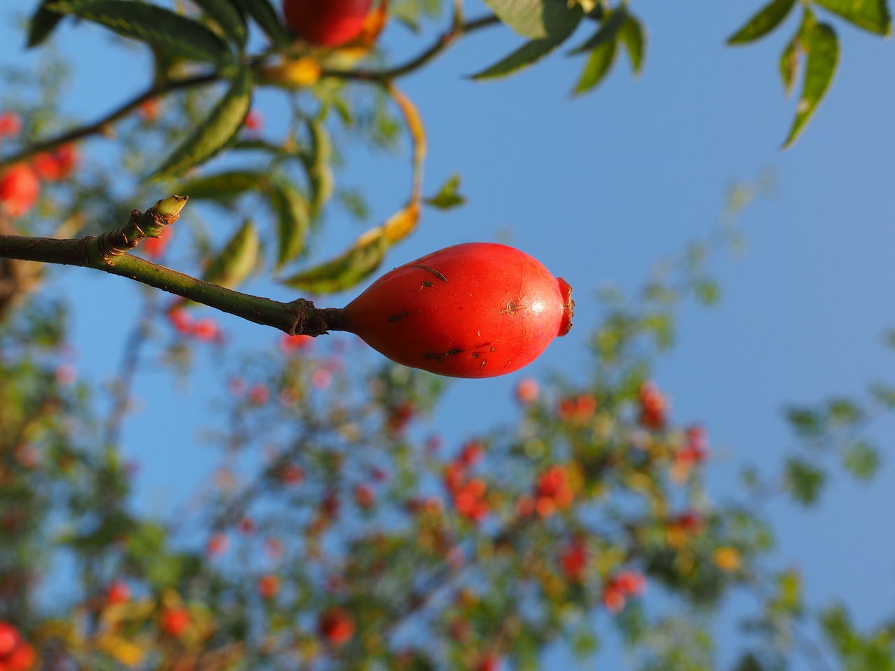 a close up of a fruit on a tree, by Jan Rustem, pexels, arabesque, red colored, blue sky, beautiful smooth oval head, rose-brambles