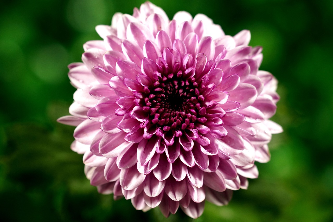 a close up of a pink flower on a green background, chrysanthemum, purple hue, spherical, very crisp details