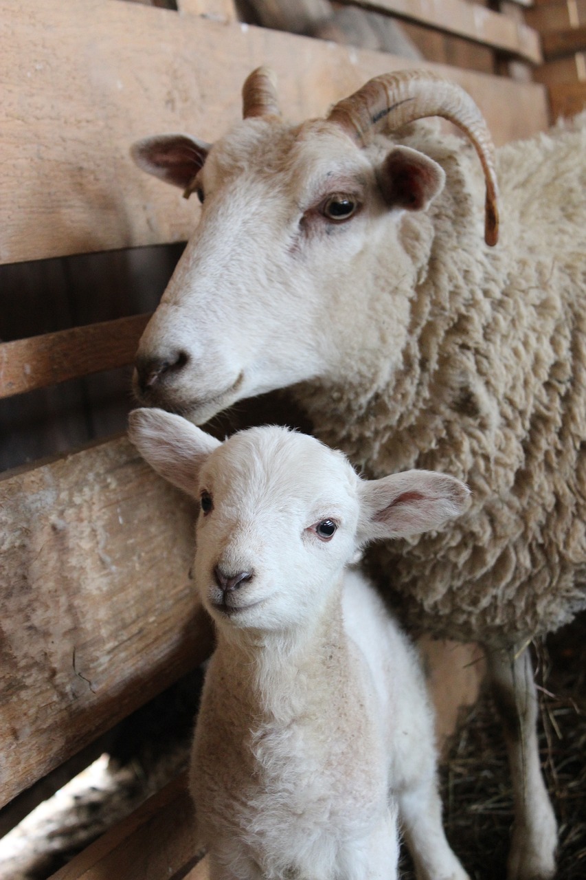 a couple of sheep standing next to each other, a portrait, by Linda Sutton, pexels, romanticism, motherly, holding an epée, the birth, a cozy