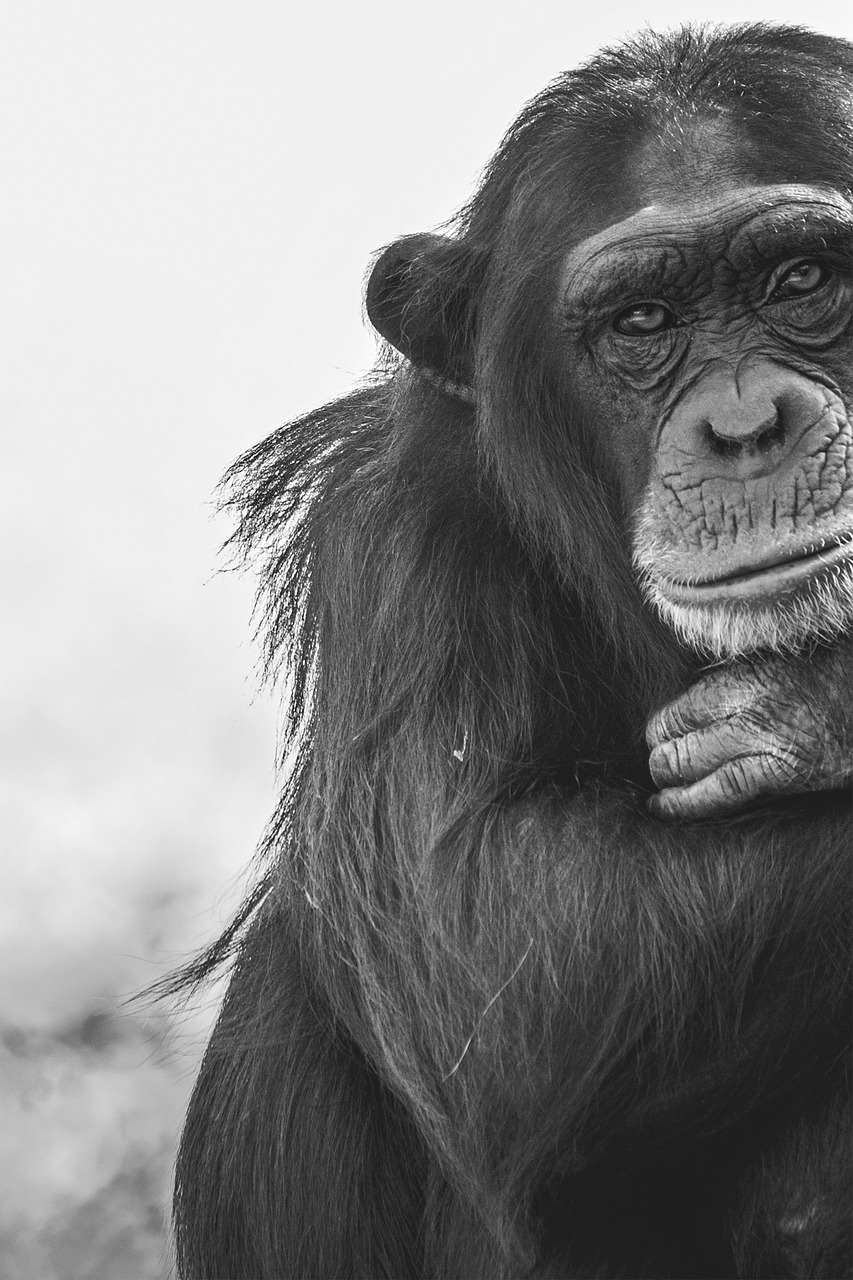 a black and white photo of a chimpan, pexels contest winner, fine art, 1128x191 resolution, desaturated, classic beauty, posed