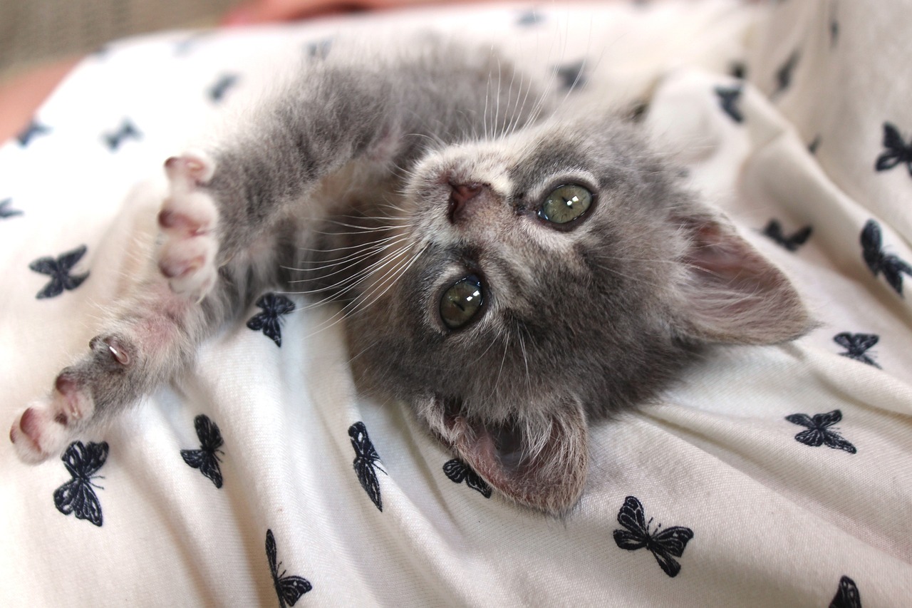 a close up of a cat laying on a bed, a picture, flickr, happening, the cutest kitten ever, grey ears, holding it out to the camera, beautiful realistic photo
