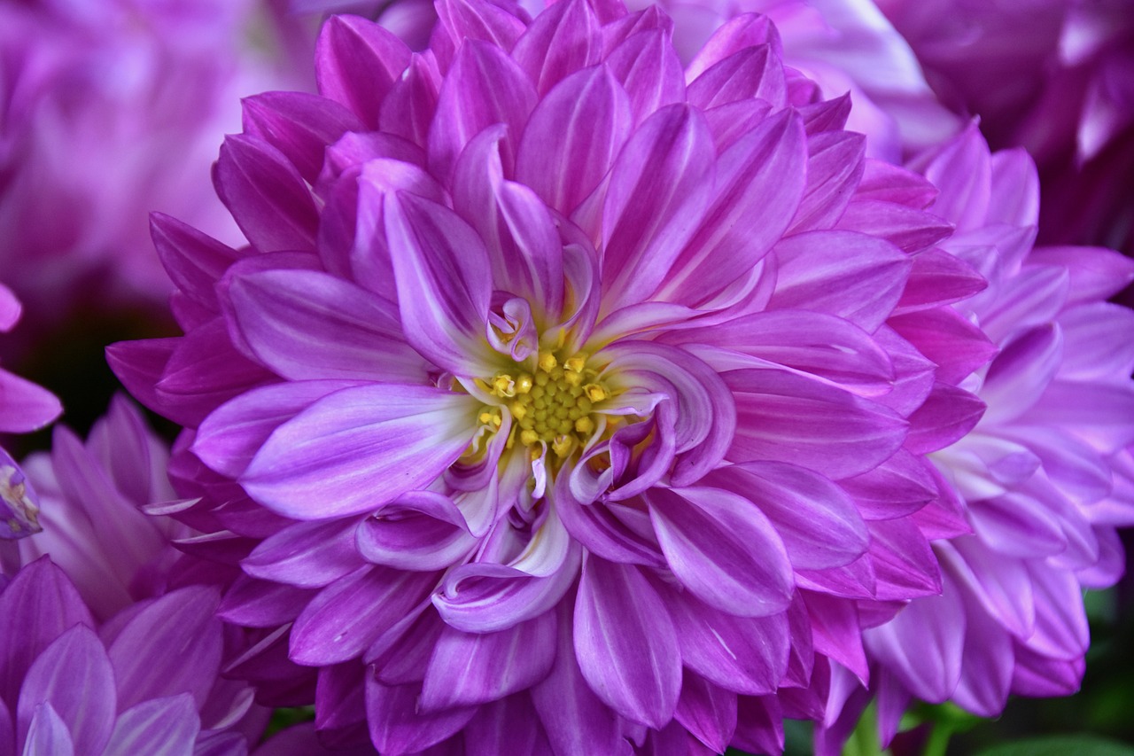 a close up of a bunch of purple flowers, a portrait, by Jim Nelson, closeup giant dahlia flower head, closeup - view, pink yellow flowers, clear detailed view