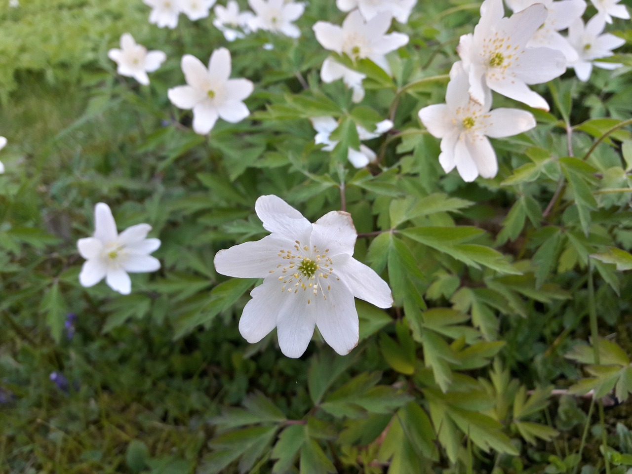 a group of white flowers sitting on top of a lush green field, a picture, by Jan Henryk Rosen, hurufiyya, anemones, iphone photo, in a forest glade, very very very very beautiful