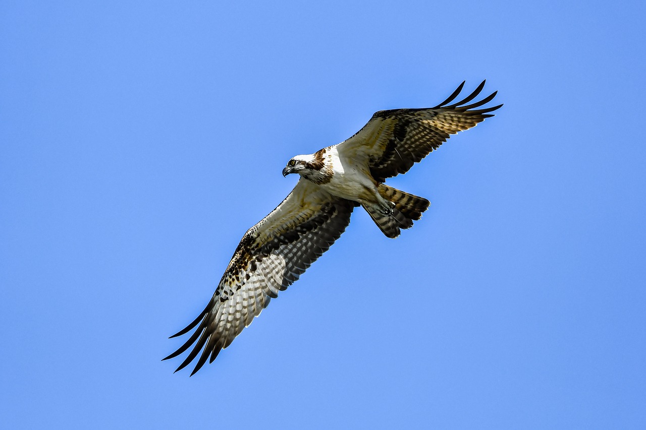 a large bird flying through a blue sky, a portrait, by Linda Sutton, shutterstock, helicopters and tremendous birds, very sharp and detailed image, sharp claws and tail, stock photo