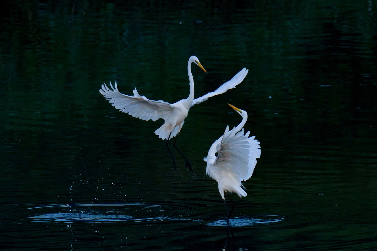 two white birds standing on top of a body of water, by Larry D. Alexander, flickr, hurufiyya, dramatic action shot, captured in low light, crane, waving