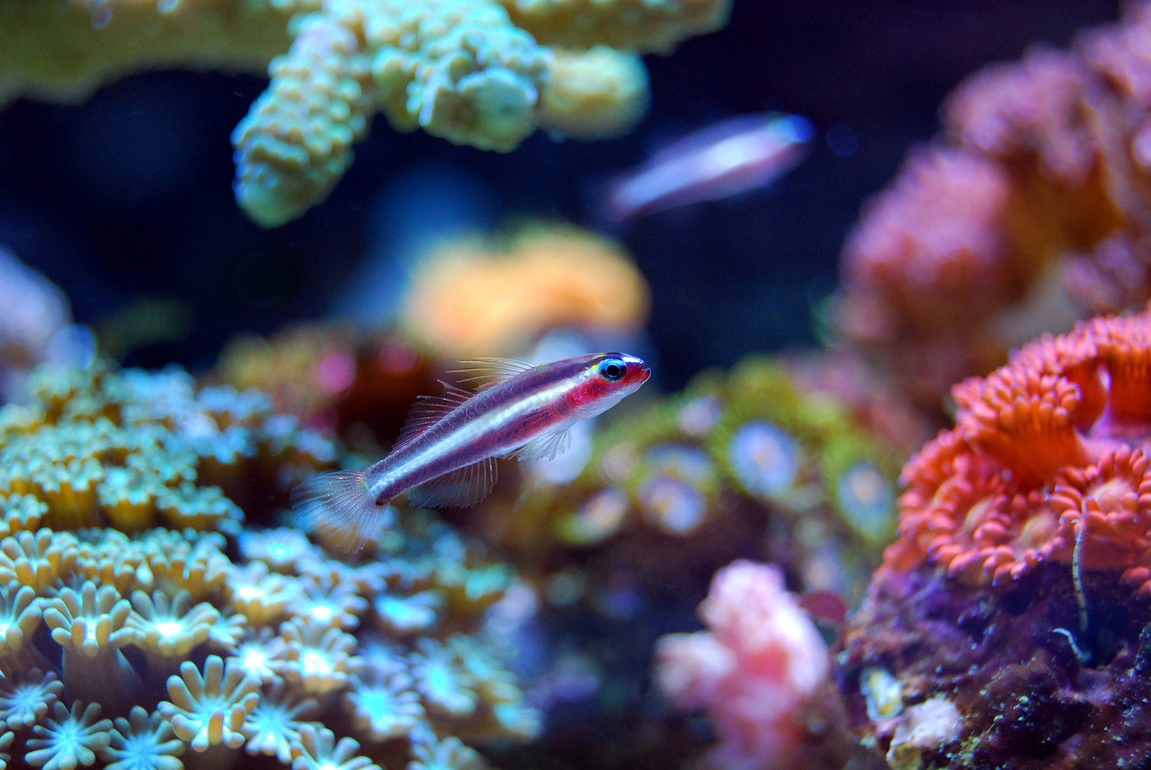 a close up of a fish in an aquarium, a macro photograph, synchromism, coral reef, red left eye stripe, tiny mouth, family photo