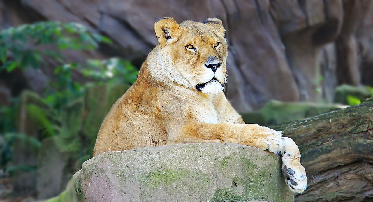 a close up of a lion laying on a rock, a portrait, by Anna Haifisch, pexels, regal and proud robust woman, sittin, slightly muscular, lovely languid princess
