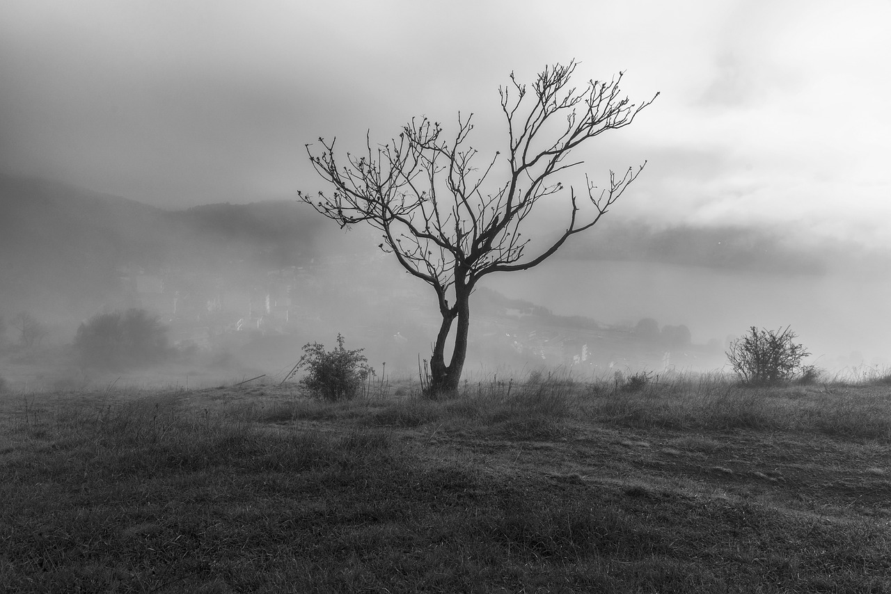 a black and white photo of a lone tree on a hill, by Cedric Peyravernay, romanticism, city fog, dead tree, mist in valley, around the city