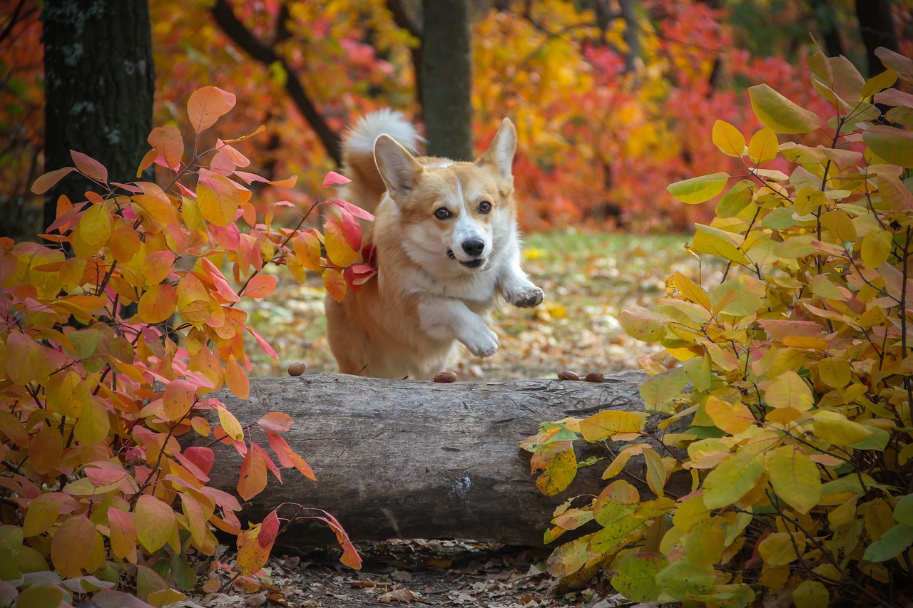 a dog is sitting on a log in the woods, a portrait, by Svetlin Velinov, flickr, corgi with [ angelic wings ]!!, fall colors, jumping at the viewer, seasons!! : 🌸 ☀ 🍂 ❄
