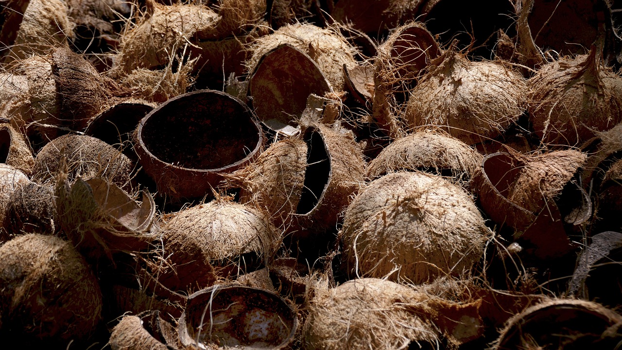 a pile of coconuts sitting on top of each other, by Jon Coffelt, flickr, vanitas, found objects, megascans texture, 2007, sun lit