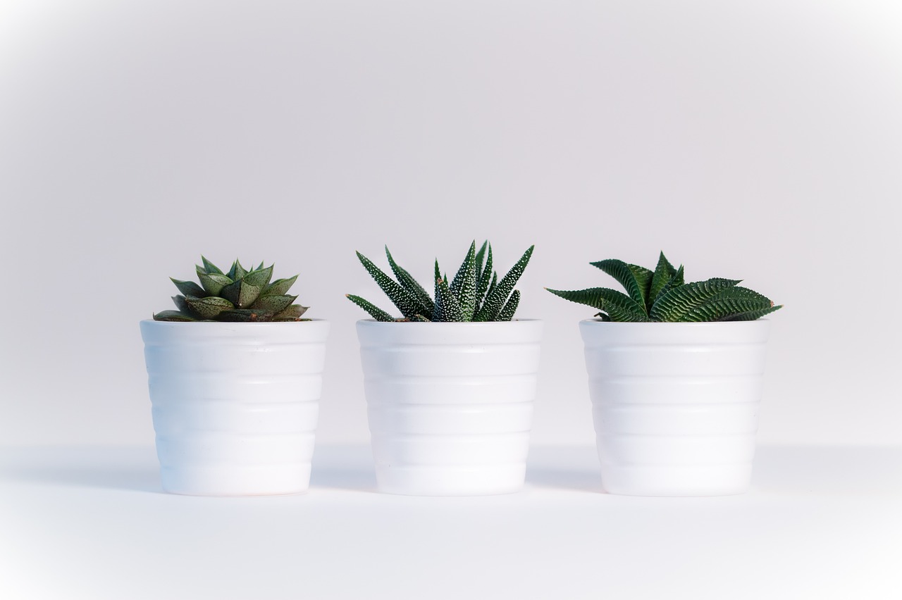 three potted plants sitting next to each other on a table, a 3D render, pexels, minimalism, white plastic, sharp spines, in rows, miniature product photo