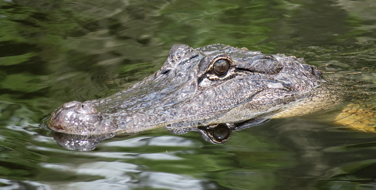 a large alligator floating on top of a body of water, a portrait, by Emanuel Witz, closeup of the face, snout under visor, family photo, reflecting