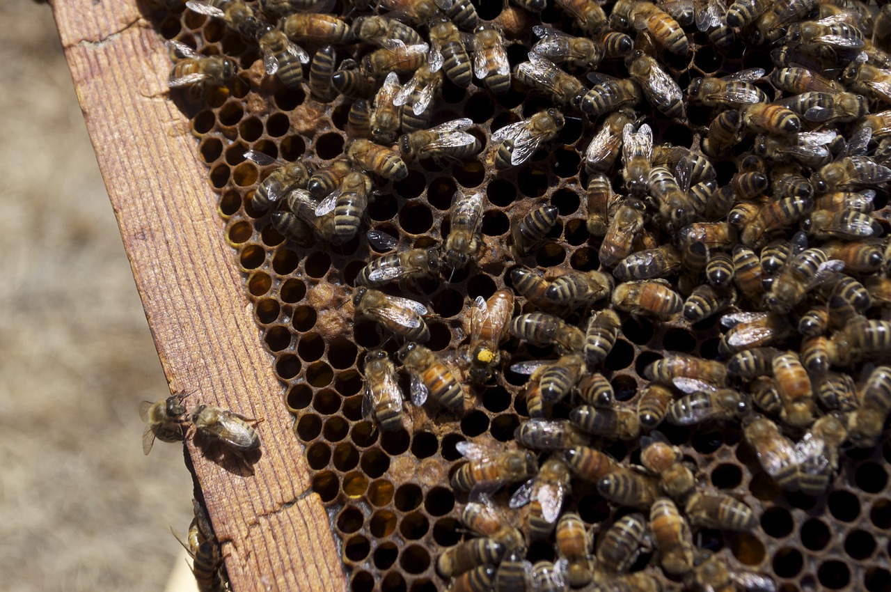 a bunch of bees that are inside of a beehive, renaissance, usa-sep 20, grain”
