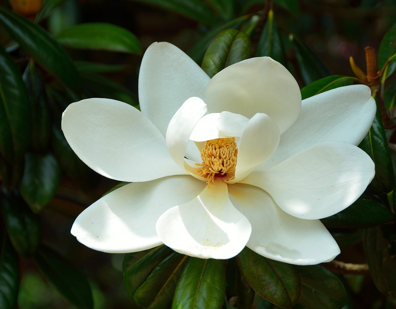 a close up of a white flower on a tree, a portrait, by Tom Carapic, magnolias, alabama, shade, she is the center of the garden