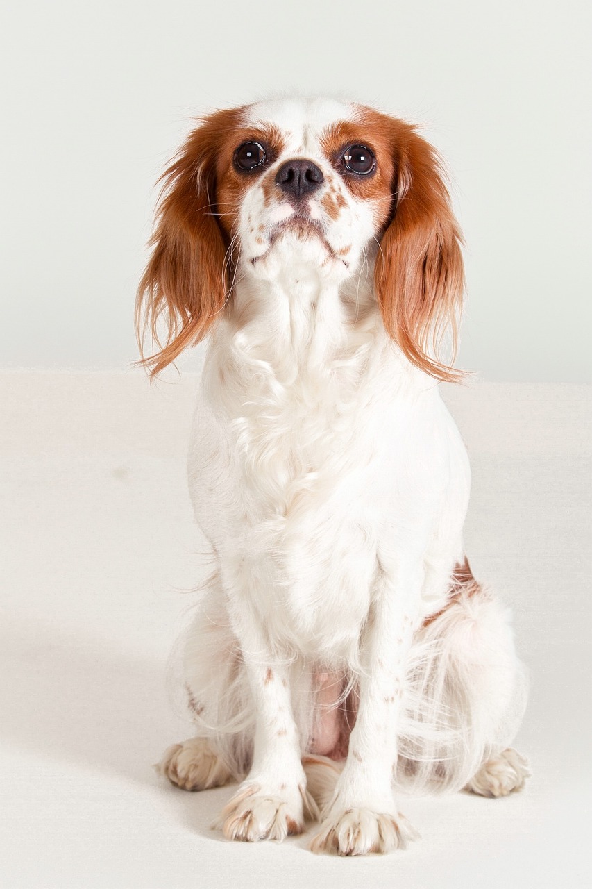 a white and brown dog sitting on a white surface, shutterstock contest winner, fine art, elegant regal posture, long ears, reddish, freckle