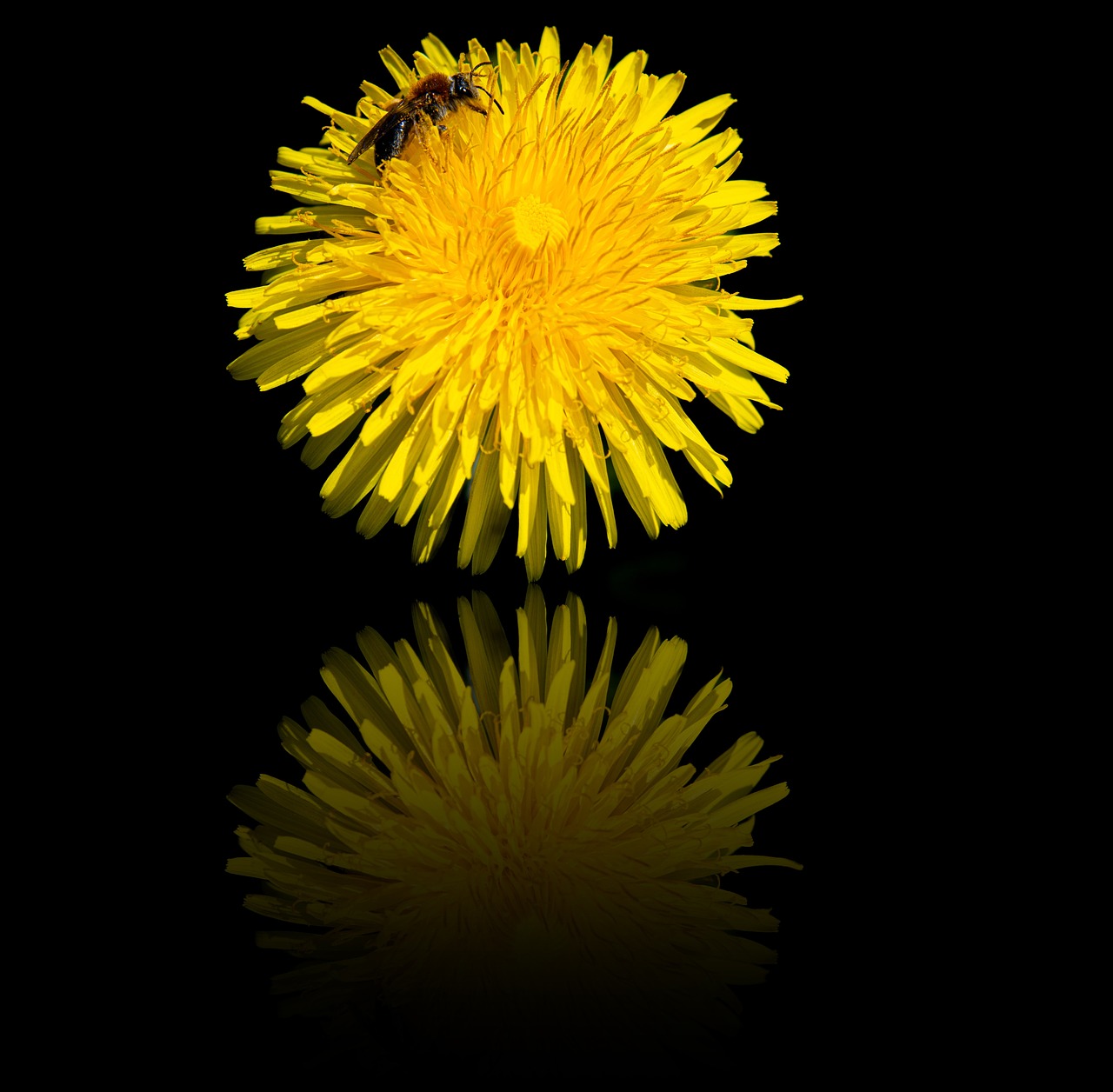 a bee sitting on top of a yellow flower, minimalism, realistic reflection, in front of a black background, dandelion, highly detailed product photo
