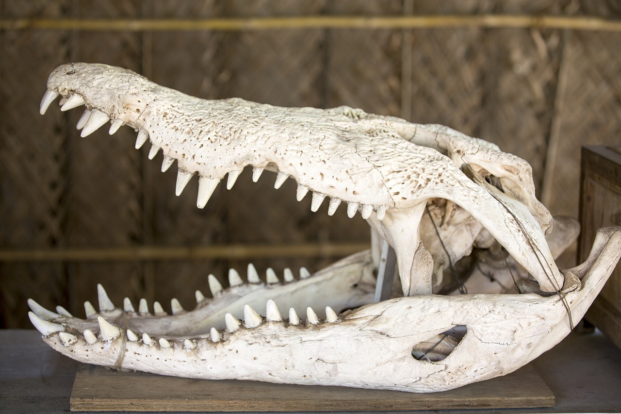 a close up of a skull of a crocodile, by Jesper Knudsen, shutterstock, fine art, whale skeleton, replica model, wooden, white
