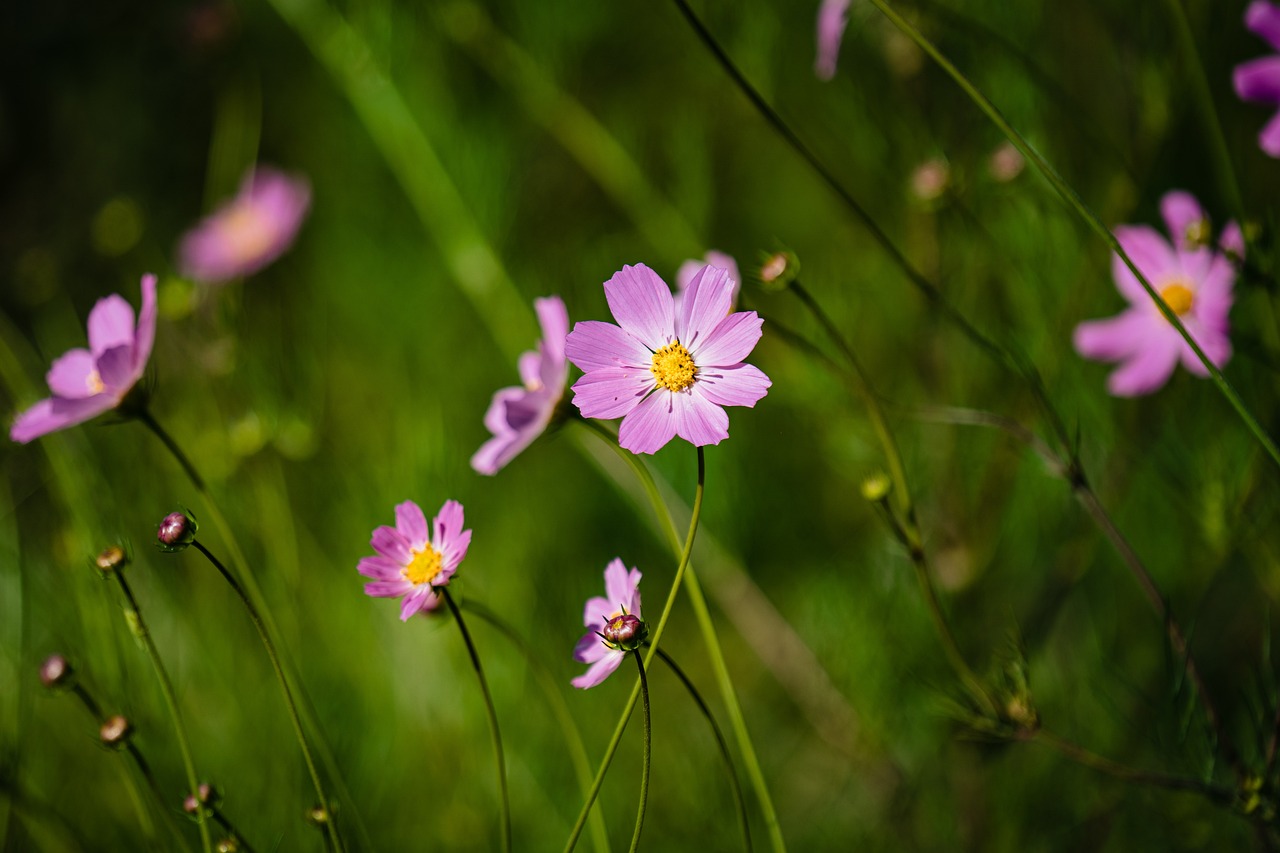 a group of pink flowers sitting on top of a lush green field, a macro photograph, in the cosmos, australian wildflowers, gentle shadowing, paul barson