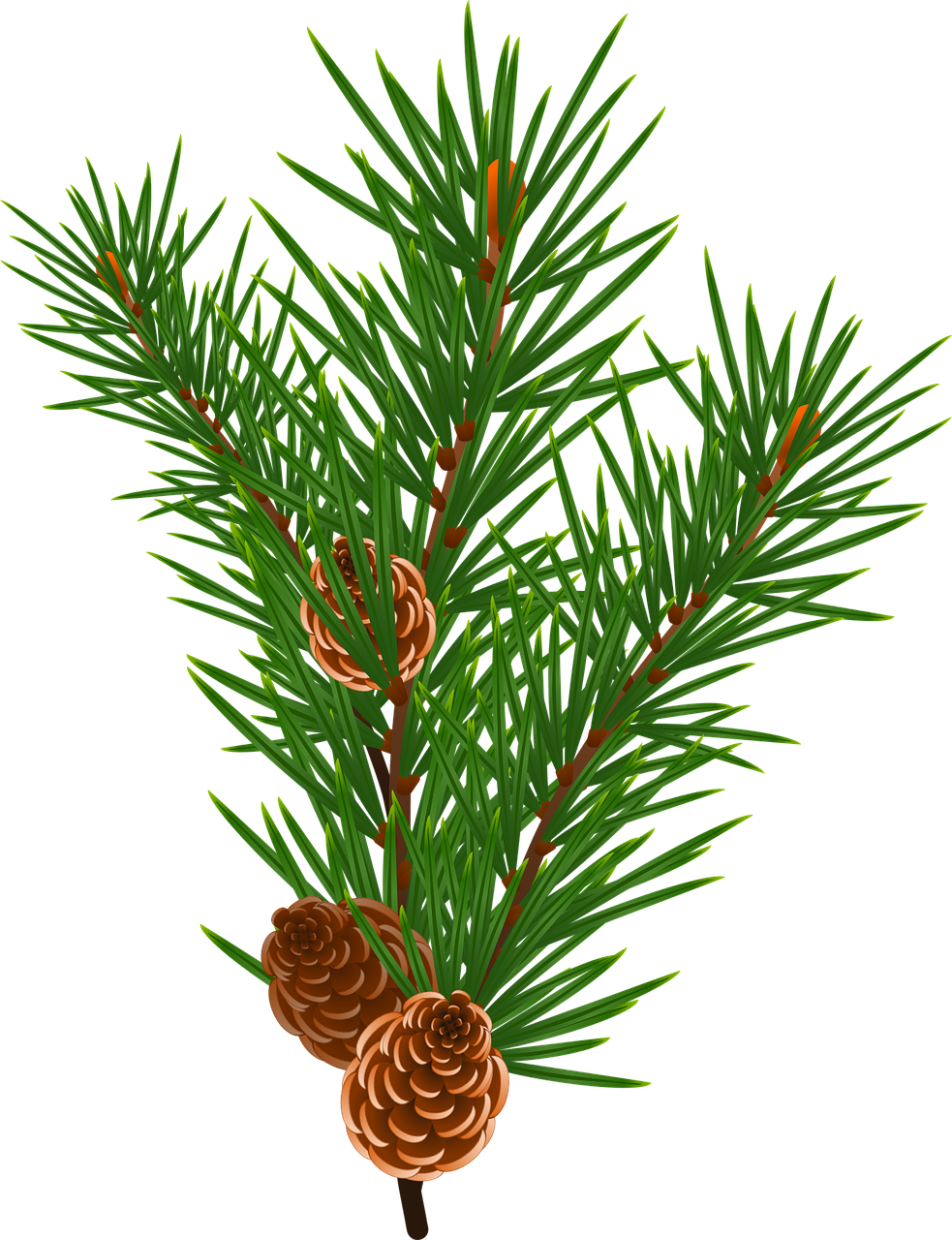 a pine branch with two cones on it, an illustration of, trending on pixabay, sōsaku hanga, on a black background, high detail illustration, full colored, vectorized