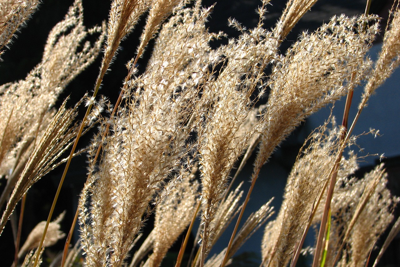 a bunch of tall grass next to a body of water, a macro photograph, by David Garner, flickr, golden feathers, great light and shadows”, hyperdetailed!, macro furry
