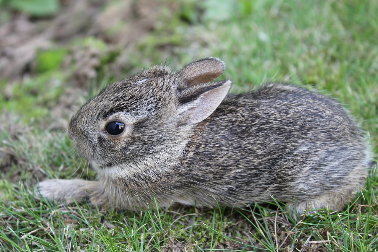 a small rabbit is sitting in the grass, a picture, by Linda Sutton, shutterstock, endangered, photograph credit: ap, calf, grey