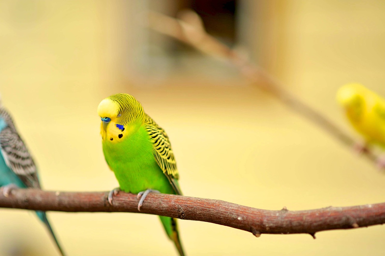 a couple of birds sitting on top of a tree branch, a portrait, pexels, arabesque, green colored skin, cute single animal, yellow and green, with his pet bird