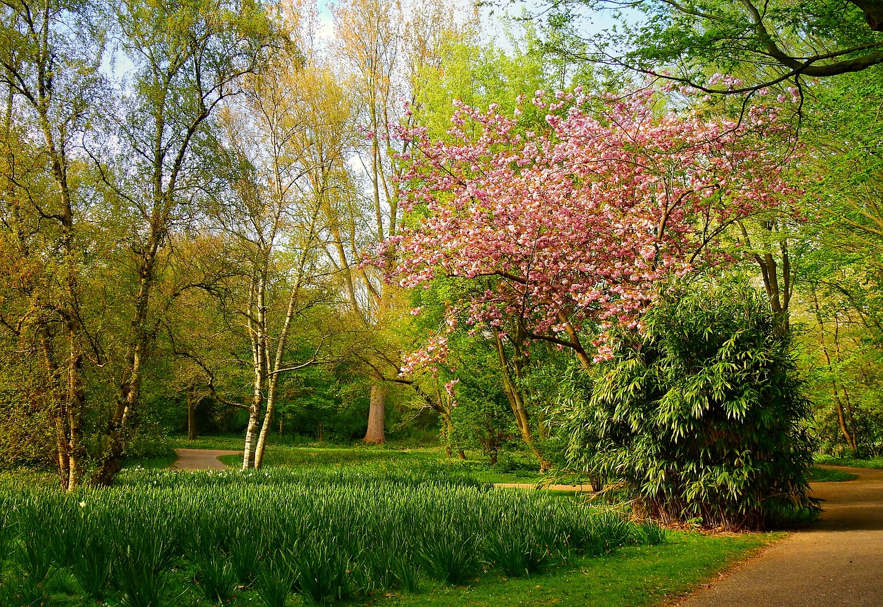 a path in the middle of a lush green park, by Niels Lergaard, flickr, romanticism, sakura blooming on background, dutch landscape, turquoise pink and green, magnolia