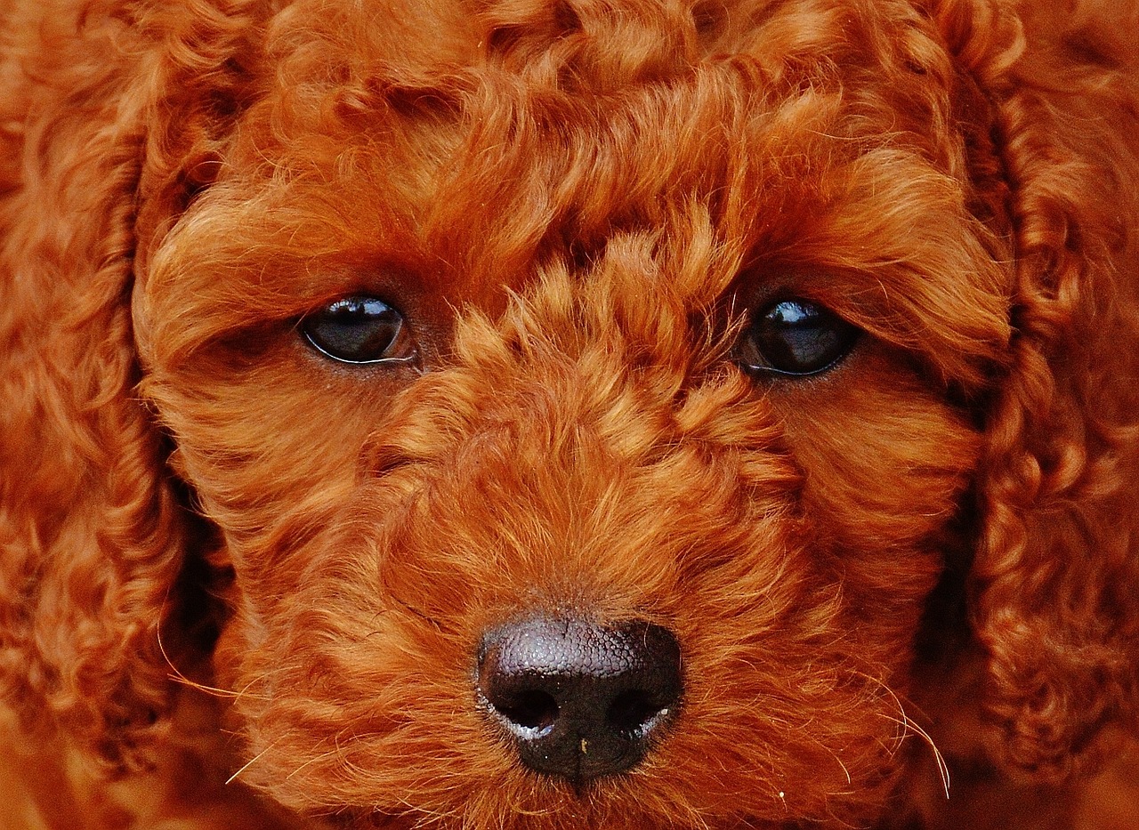 a close up of a dog with blue eyes, a digital rendering, by Jan Rustem, flickr, with curly red hair, puppies, photograph credit: ap, innocent look. rich vivid colors