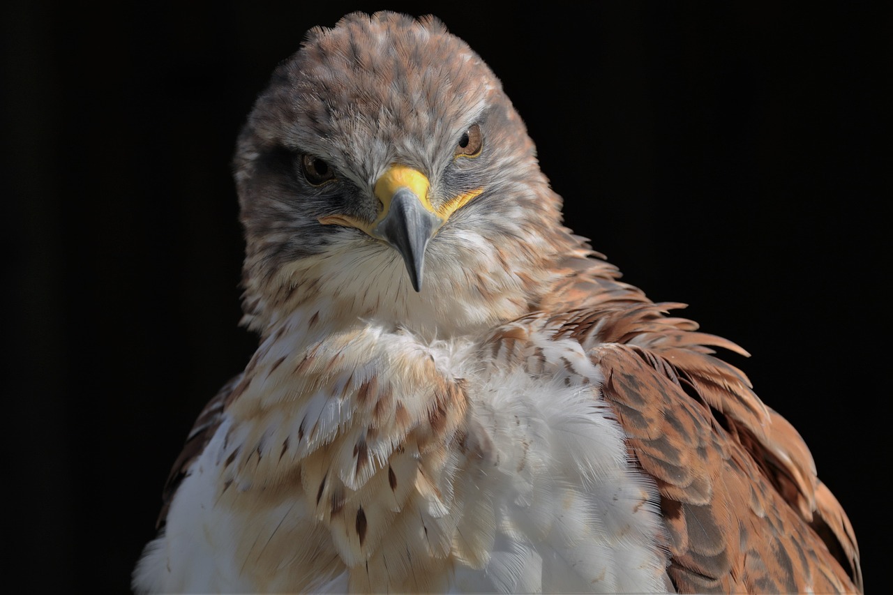 a close up of a bird of prey, a portrait, by Robert Brackman, pixabay, dark sienna and white, annoyed, zoomed out portrait of a duke, fierce expression 4k