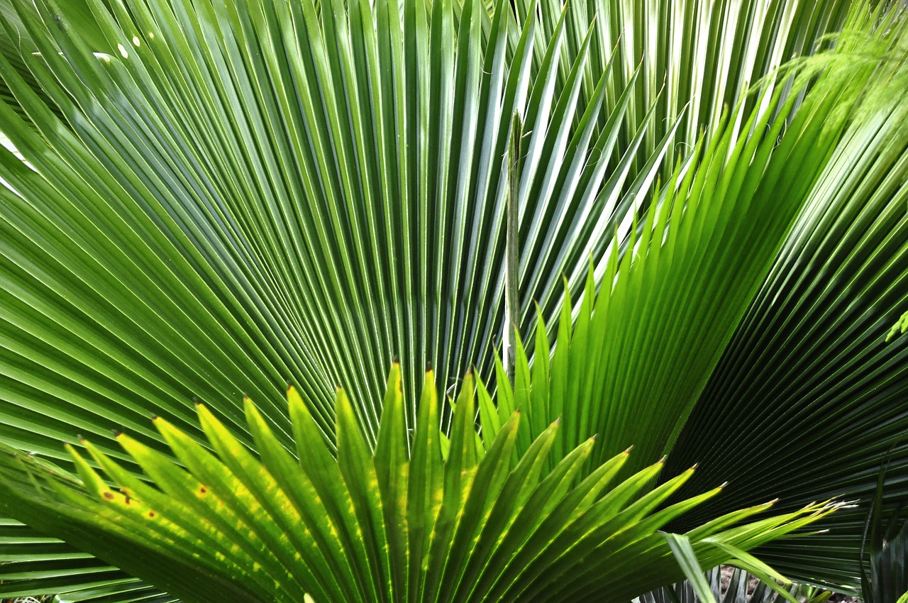 a close up of the leaves of a palm tree, by Dietmar Damerau, hurufiyya, jungles of vietnam beautiful, blessing palms, calatrava, dense thickets on each side