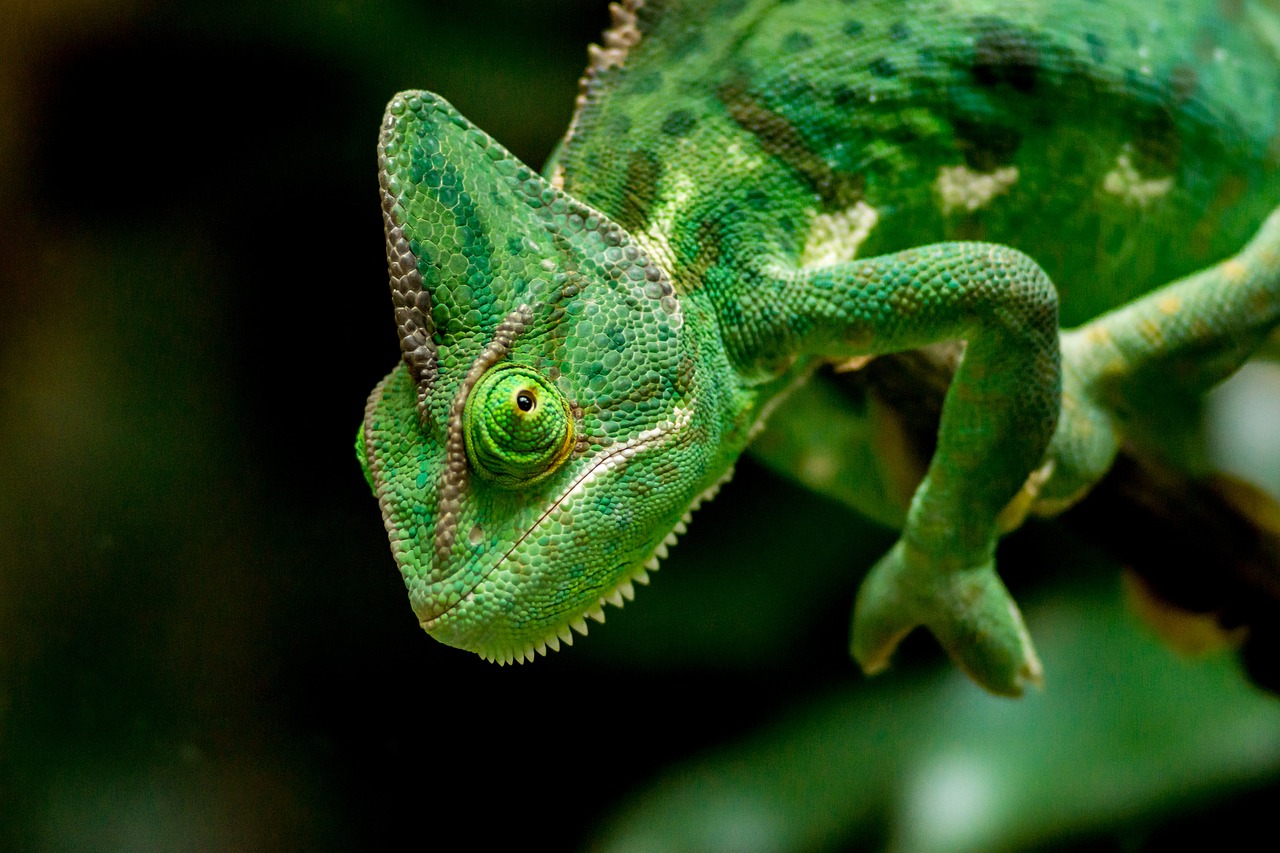 a close up of a chamelon on a branch, a macro photograph, sumatraism, emerald green eyes, chameleon, focused photo