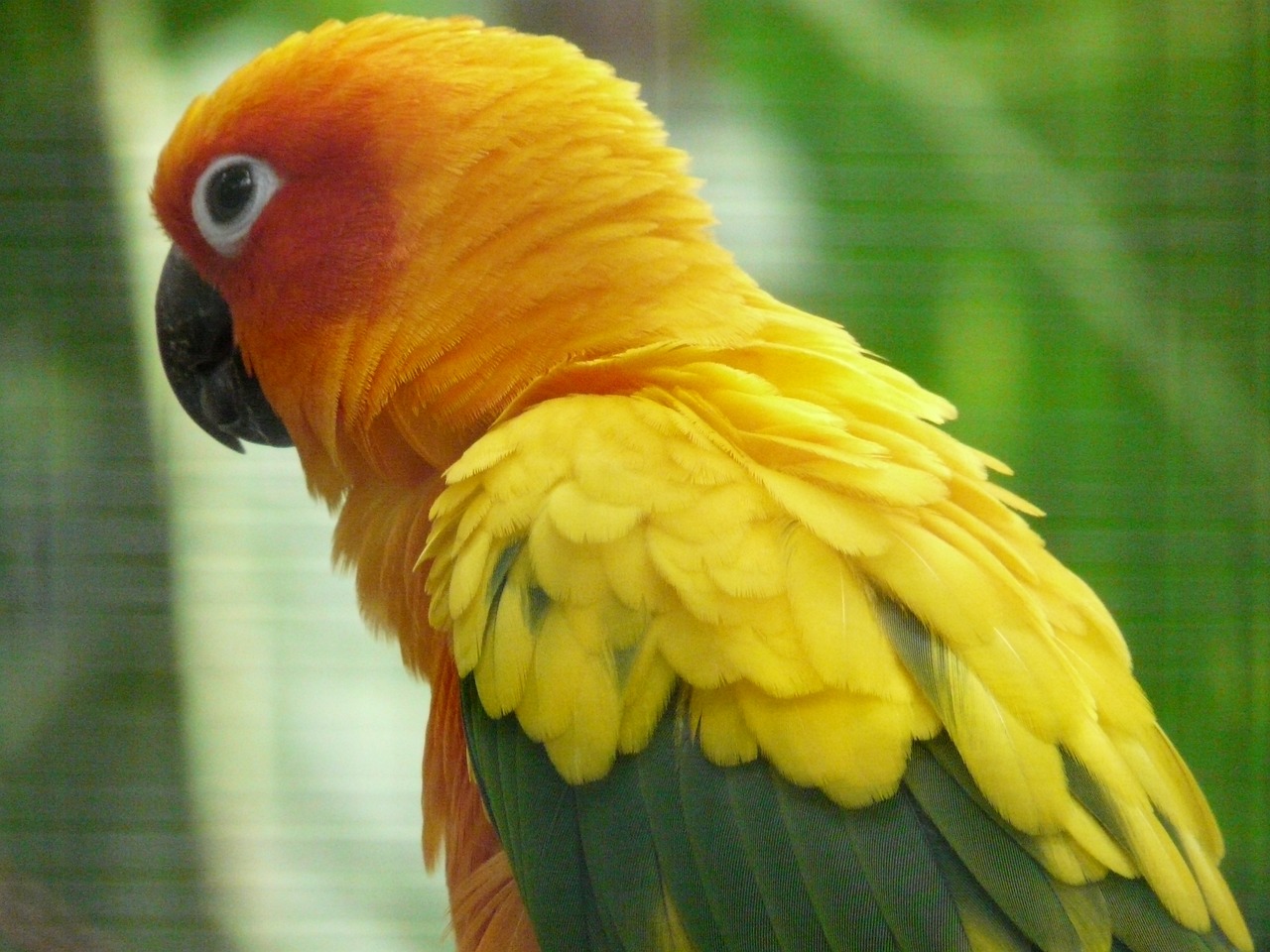 a close up of a colorful bird in a cage, flickr, yellow and greens, wallpaper - 1 0 2 4, orange yellow ethereal, red skinned