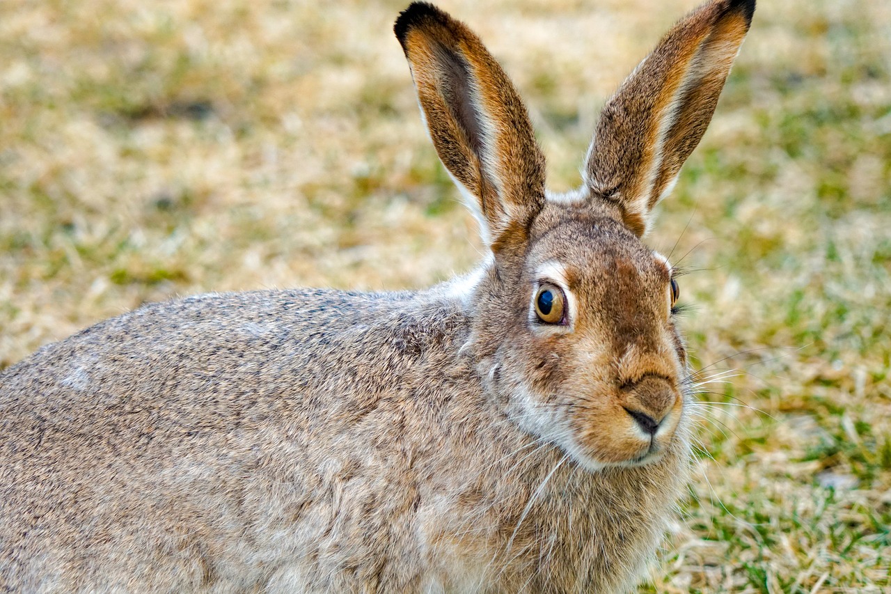 a large brown rabbit standing on top of a grass covered field, a photo, by Richard Carline, shutterstock, portrait of a sharp eyed, white horns from eyebrows, vivid colours. sharp focus. wow!, headshot of young female furry