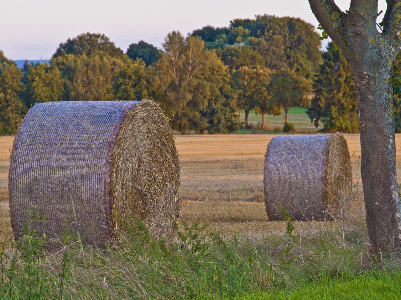 two hay bales in a field with trees in the background, a picture, shutterstock, late summer evening, oklahoma, photo - shot, hull