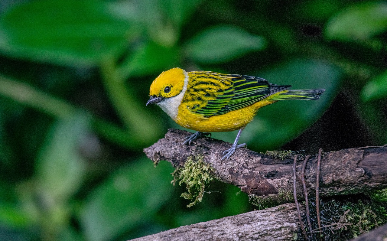 a yellow and black bird perched on a branch, by Robert Brackman, flickr, green and yellow colors, rare bird in the jungle, against dark background, yellow hair