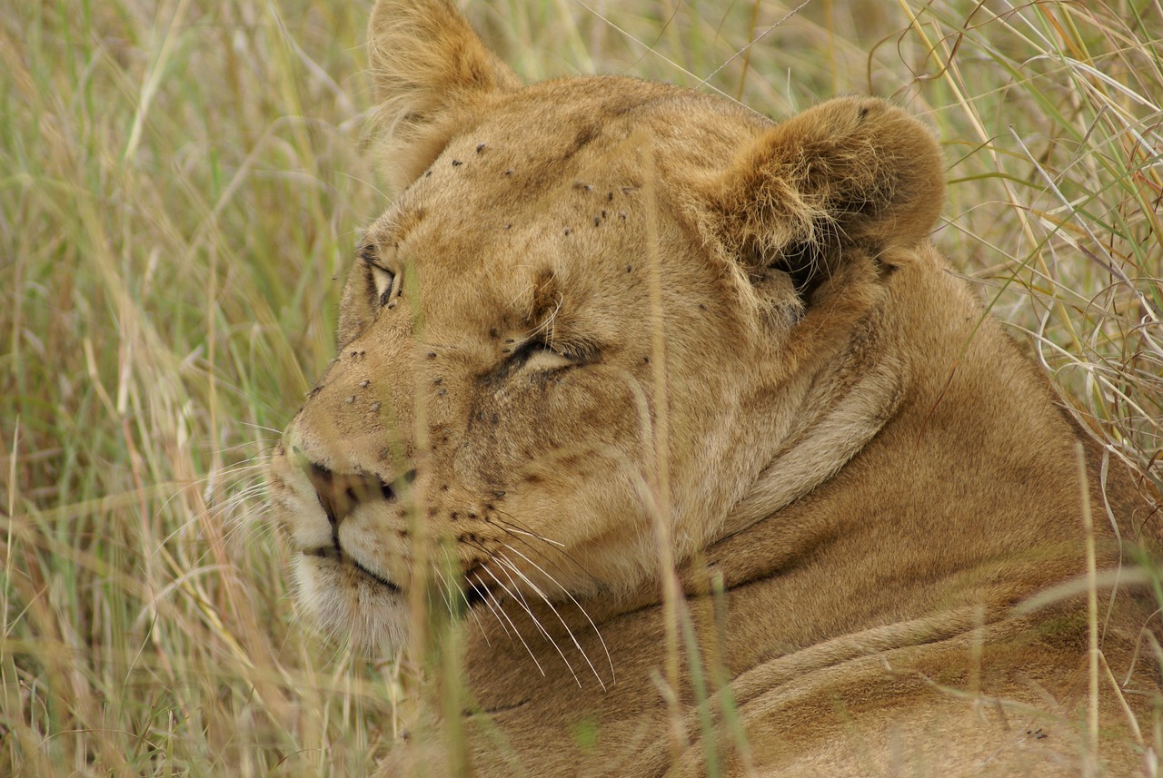 a close up of a lion laying in tall grass, flickr, detailed ”