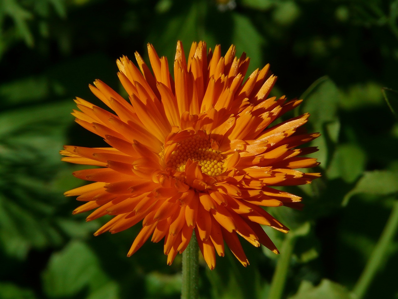 an orange flower with green leaves in the background, by Dietmar Damerau, flickr, hurufiyya, dandelion, often described as flame-like, ari aster, beautiful flower