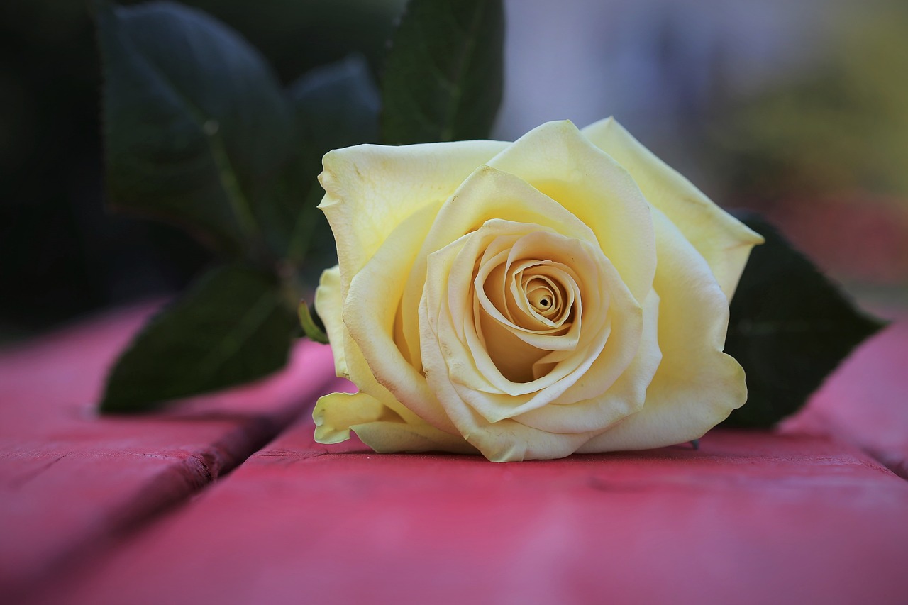 a yellow rose sitting on top of a wooden table, a picture, romanticism, 4 k product photo, on a red background, sitting in the rose garden, middle close up composition