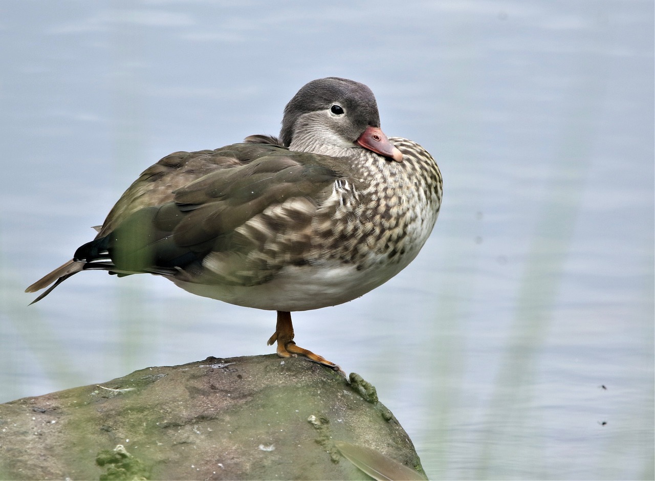 a bird sitting on top of a rock next to a body of water, a portrait, by Jacob Duck, flickr, arabesque, armored duck, mid 2 0's female, brockholes, soft chin