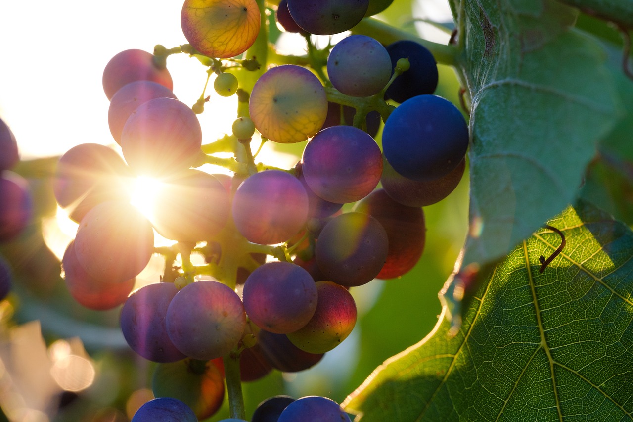 a close up of a bunch of grapes on a tree, a picture, by Jan Rustem, shutterstock, setting sun, illuminated for rays of light, vibrant colours, high quality product image”