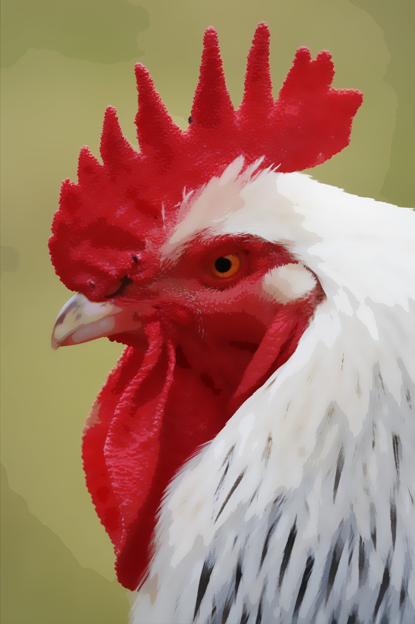 a close up of a rooster's head with a green background, a digital painting, inspired by Ronald Rae, photorealism, white and red color scheme, high detail illustration, intense albino, color and contrast corrected