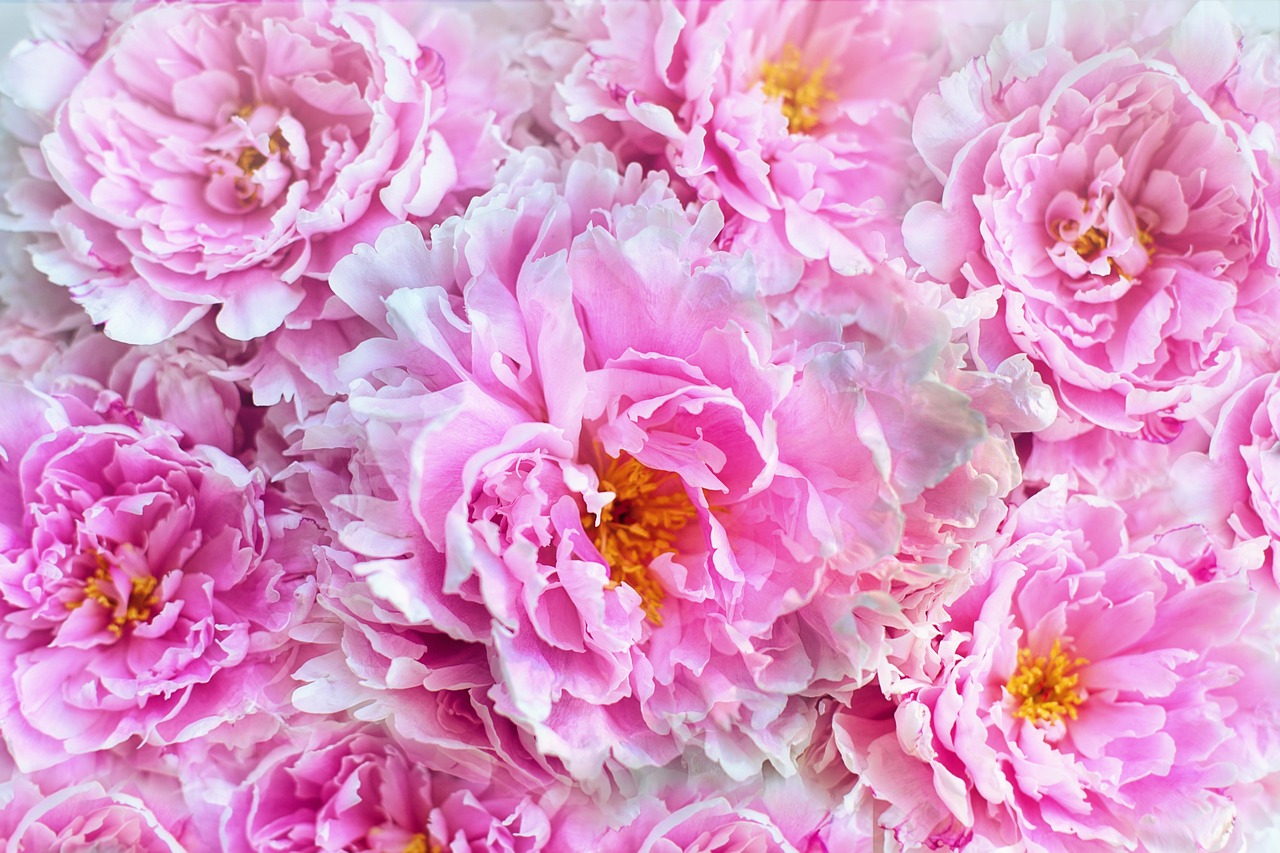 a close up of a bunch of pink flowers, a digital rendering, pexels, many peonies, highly detailed close up shot, brightly lit, ruffles