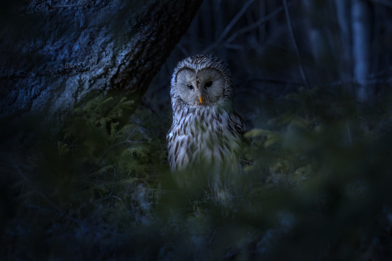 a large owl sitting on top of a lush green forest, a picture, by Jesper Knudsen, shutterstock contest winner, digital art, shot at night with studio lights, high quality fantasy stock photo, dramatic cold light, hiding in grass