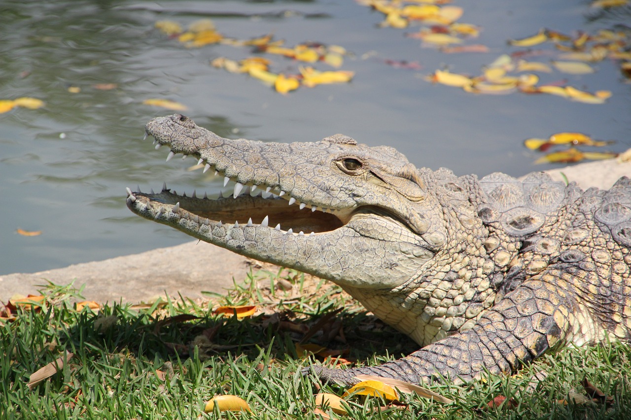 a large alligator sitting on top of a lush green field, a picture, shutterstock, picture taken in zoo, stockphoto, teeth, outdoor photo