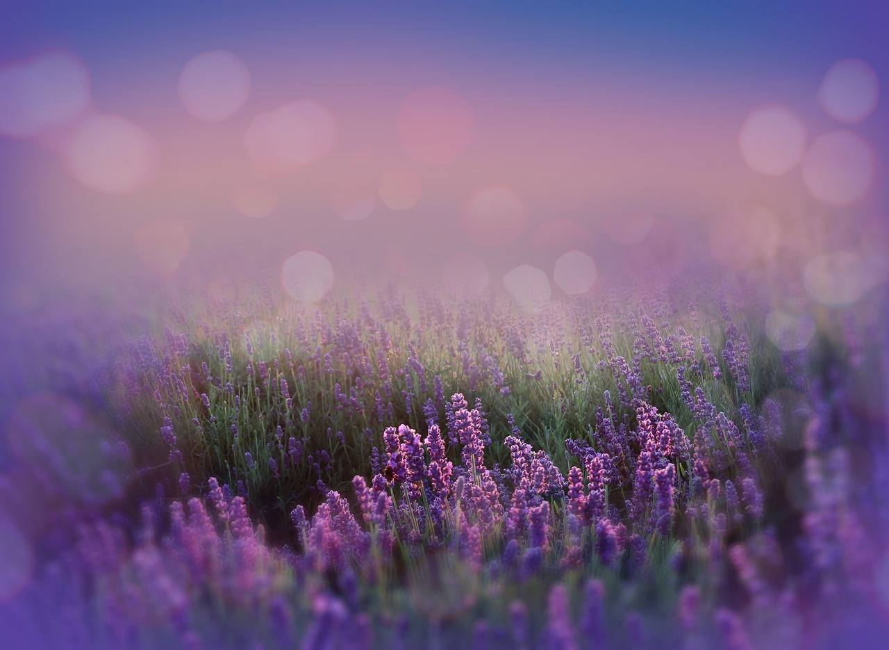 a field filled with lots of purple flowers, romanticism, beautiful landscape bokeh, edited in photoshop, calm evening, lavender blush