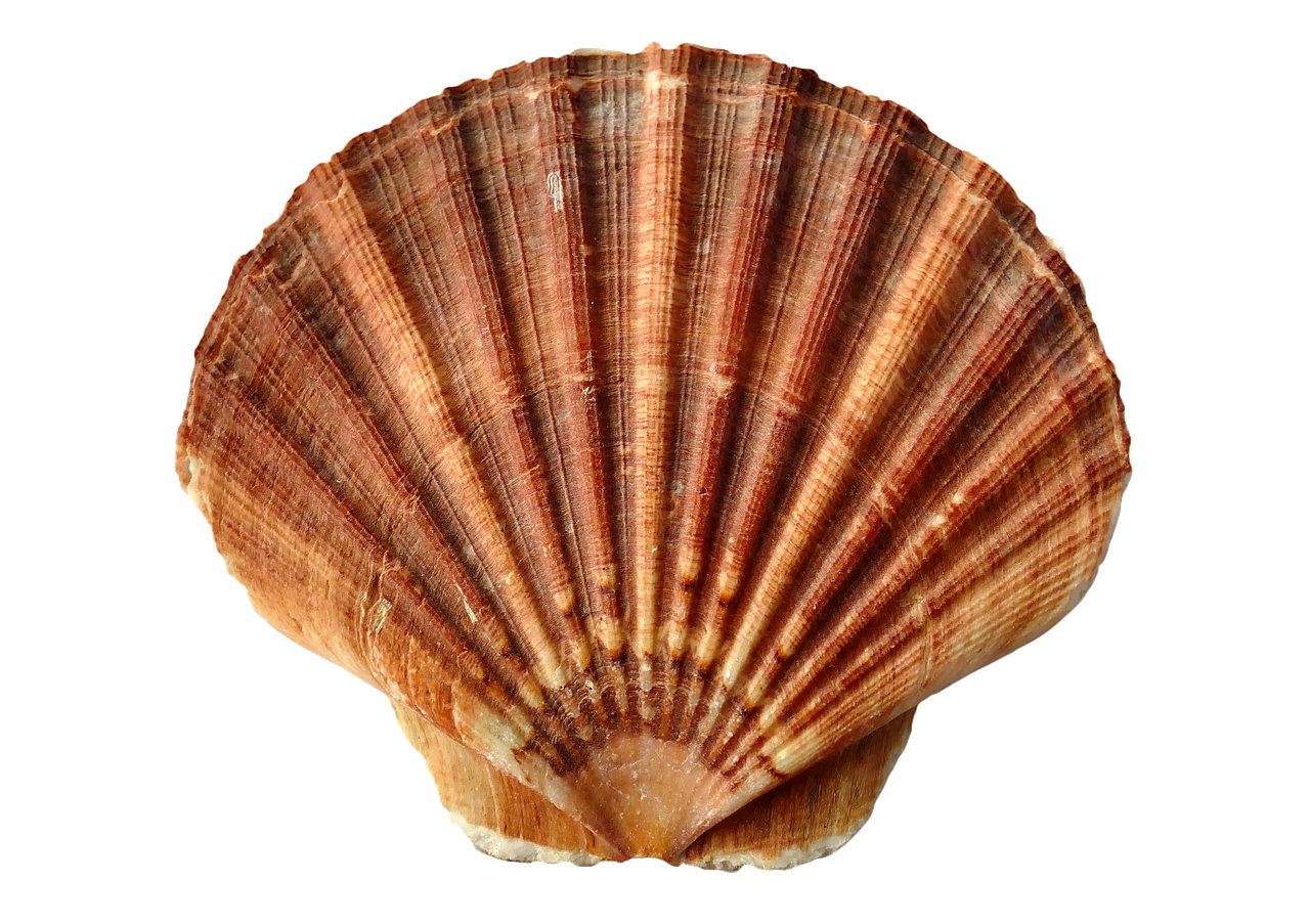 a close up of a shell on a white background, by Karel Štěch, wikipedia, papyrus, reddish, high quality detailed