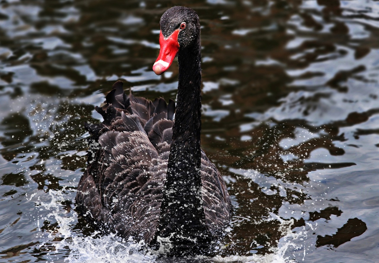 a black swan swimming in a body of water, a portrait, splash of color, shot on sony alpha dslr-a300, 🦩🪐🐞👩🏻🦳, an angry