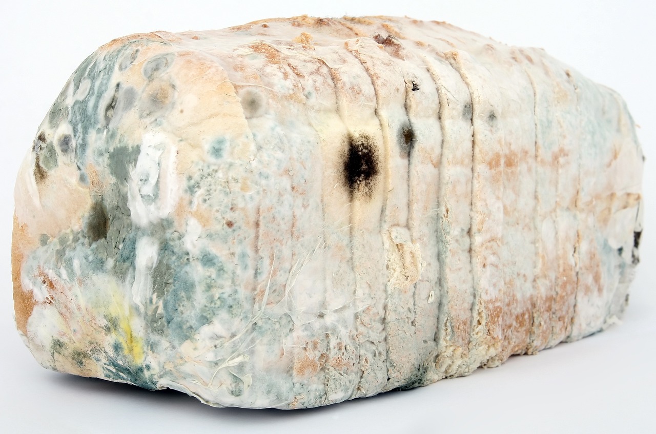 a close up of a rock on a white surface, by Dietmar Damerau, flickr, modernism, pastel colorful mold, horrific sentient meatloaf, plastic wrap, burned